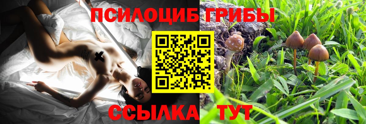Псилоцибиновые грибы мицелий Тобольск